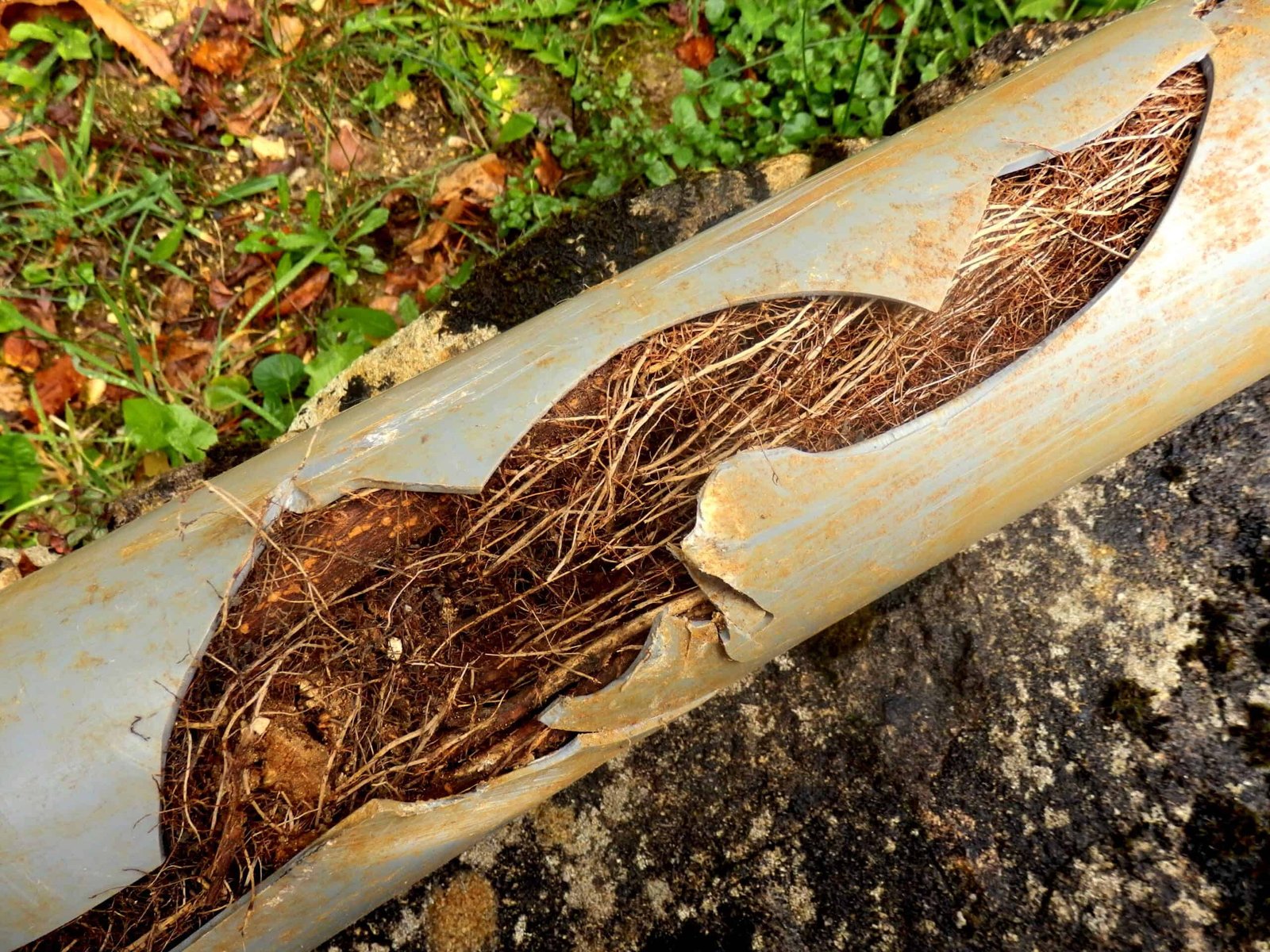 tree roots and soild inside pipe