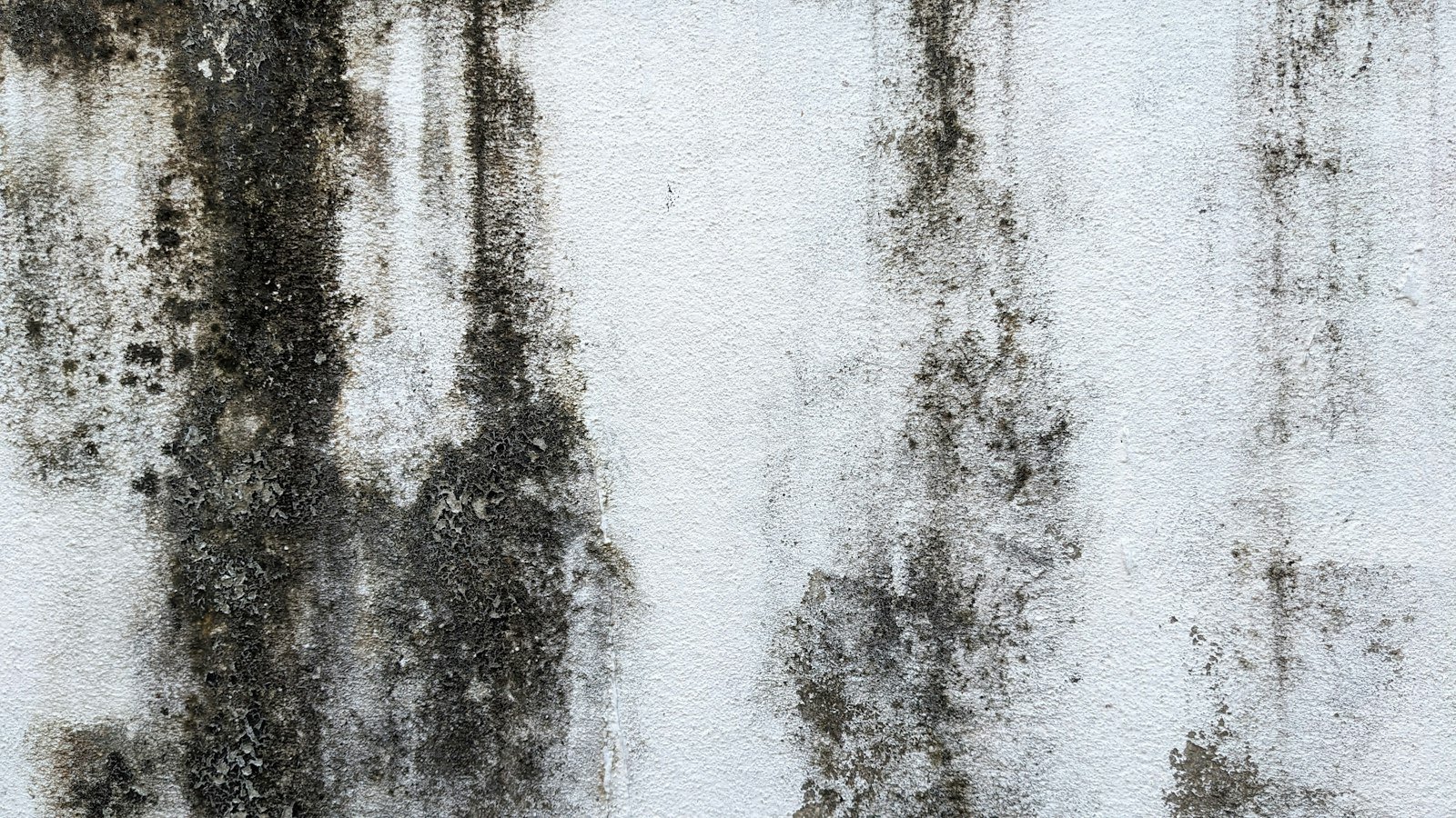Black mould spreading across a white interior wall